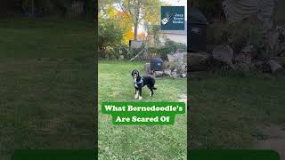 What Bernedoodles Are Scared Of bernedoodle doodle dog funny funnydog doglife doglover [upl. by Akima]