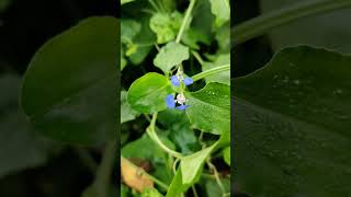 Spiderwort Benghal Dayflower  flowers nature garden morning [upl. by Semajwerdna843]