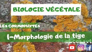 Les cormophytes  Morphologie de la tige  شرح بالدارجة [upl. by Chelsie]