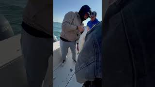 Striped bass on the deck [upl. by Eitsyrhc]