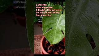 4 Essential Care Tips to Grow Monstera Deliciosa Plant  Beginners Guide [upl. by Pesvoh]