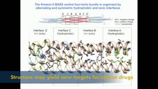 Kinsein5 cell structure and division [upl. by Atalanta10]