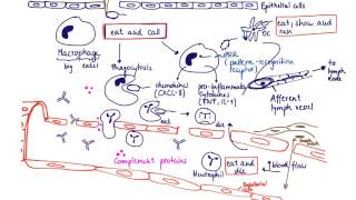 Brandls Basics Innate immune response to extracellular bacteria [upl. by Mccallion]