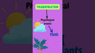 Transpiration in plants biology science plantphysiology ytshorts education pritiduhanofficial [upl. by Nylzor]