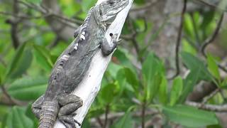 Ctenosaura bakeri Utila Spinytailed Iguana Swamper o Iguana Negra de Utila Video 03 [upl. by Ahsemik]