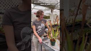 How to Trim Sarracenia Pitcher Plants [upl. by Brenan602]