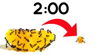 2 Minute Timer ANTS vs ORANGE 🍊🐜 [upl. by Lawton556]