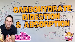 Carbohydrate Digestion amp Absorption [upl. by Otrevlig]