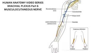 Musculocutaneous Nerve [upl. by Yentterb]