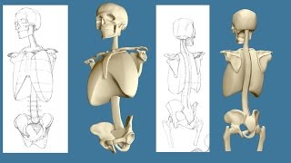 Bammes Skeleton [upl. by Akcebar]