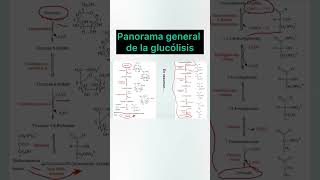 Panorama general de la glucólisis biologia greenscreen short glucolisis [upl. by Steddman]