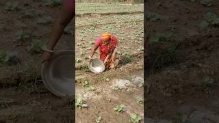 irrigation of field shorts trending motivation song agriculture farming kisan [upl. by Ahsinet]