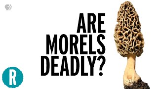 How Two People Died From Eating Morel Mushrooms [upl. by Alejandro742]