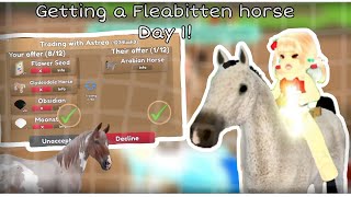 Trying to get a Fleabitten horse Day 1  Special breeding outcome  Wild horse island  ROBLOX [upl. by Milla]