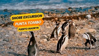 Shore Excursion Punta Tombo  Puerto Madryn Argentina for Cruise Passengers [upl. by Teddie]