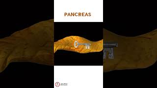 PANCREAS [upl. by Rudin]