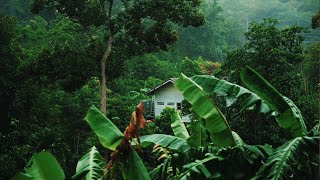 Rainforest sounds 🌴 with thunder rain and birds sounds for sleep study and meditation [upl. by Silenay349]