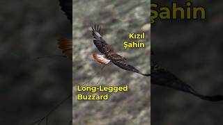 YUVAYA MALZEME TAŞINIYOR  Kızıl Şahin  Longlegged Buzzard [upl. by Naesed711]