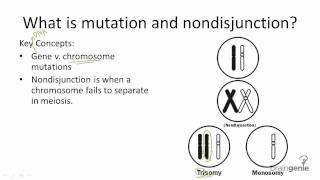 945 Mutations and Nondisjunction [upl. by Resee]