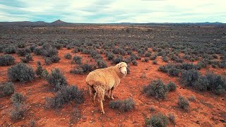 Heading Out Bush To Muster Sheep  Mustering Sheep Via Motorbike amp Drone In South Australia [upl. by Eissahc]