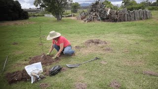 The Orchard  Planting 7 fruit trees [upl. by Erb]