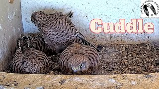 Afternoon Cuddle Watch 5 Adorable Kestrel Nestlings Snuggle Up [upl. by Nalepka]