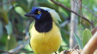 CANTO DE LA QUINQUINA  GREEN JAY [upl. by Asirrak]