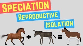 Speciation  Prezygotic vs Postzygoic Barriers  Forms of Reproductive Isolation [upl. by Eellek]