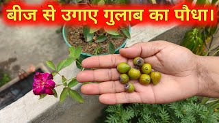 बीज से गुलाब कैसे उगाए  How to grow rose from seed in hindi  Grow rose from seed  gulab ka podha [upl. by Selhorst4]