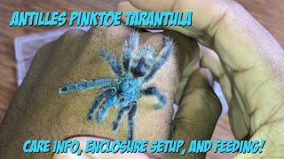 Antilles Pinktoe Tarantula Care Enclosure Setup And Feeding [upl. by Abigael601]