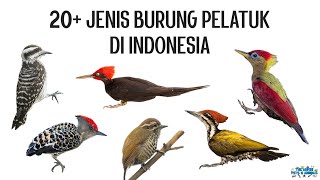 20 Jenis Burung Pelatuk Woodpecker di Indonesia [upl. by Feinberg583]