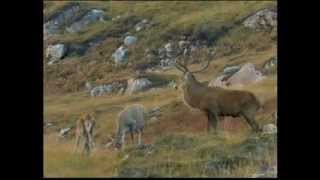 Part 1 BBC Autumnwatch 2012  Episode 4 [upl. by Alarice436]