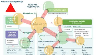 Arachidonic acid pathways USMLE STEP 1 FIRST AID in UrduHindi [upl. by Cioban902]