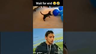 Cats bursts instead of balloons 😂funny laugh jokes humor bhfyp ytshorts catsofyoutube memes [upl. by Notniw]