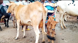 দুধের ফ্রিজিয়ান দেশি গাভী বাচ্চার বাজার  বগুড়া হাসোখালি গরুর হাট ৩০ অক্টোবর ২০২৪gorur hatcow [upl. by Chiquita]