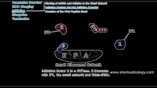 Translation initiation in prokaryotes  Prokaryotic translation initiation animation  Lecture 1 [upl. by Aneris579]