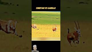 chita vs gazelle terending shortvideo anuj official nccmotivation [upl. by Paxton]