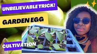 When To Plant Garden Eggs Seeds to Get Maximum Yield  Where to Buy the Seeds [upl. by Bunker]