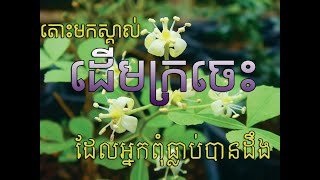 តោះមកស្គាល់ដើមក្រចេះ ផ្កាក្រចេះ ម្សៅក្រចេះKratie tree Flower and powder cosmetic [upl. by Reine]