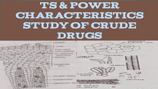 Microscopic TS amp LS amp Powder Characteristics of Crude Drugs tsandpowdercharacteristicsofcruddrugs [upl. by Ecadnak608]