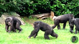 Chimpanzee Fight [upl. by Ayhay]