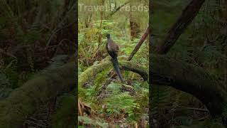 যা শুনে তাই নকল করে লায়ার বার্ড।। lyre bird।।lyrebird nature naturelovers birds wildbirds [upl. by Harifaz]