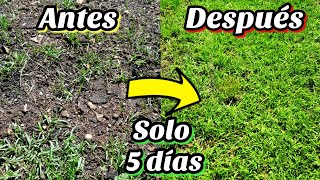 🌾 CONSIGUE TENER Césped en 5 días Como Sembrar o plantar césped • Cuidados y tipos [upl. by Hibbert594]