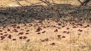 Leopard Documentary National Geographic HD [upl. by Nanji]