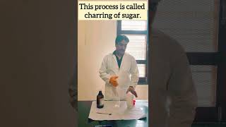 Mixing Sugar with Concentrated Sulfuric Acid DANGEROUS Reaction [upl. by Fleeman840]