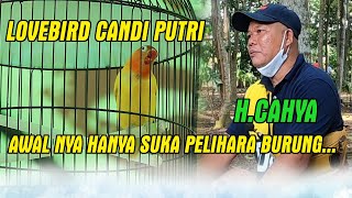 Lovebird CANDI PUTRI  H CAHYA  AWAL NYA HANYA SUKA PELIHARA BURUNG [upl. by Bora744]