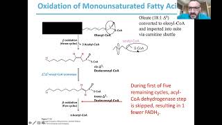 Fatty acid oxidation 2 [upl. by Relyat]