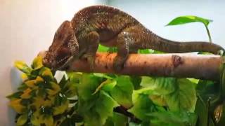 Parsons Chameleon Feeding [upl. by Mercedes]