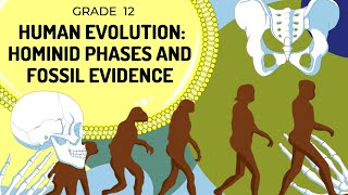 Hominid Evolution  Evidence in Skeleton and Phases of hominids [upl. by Aleinad625]