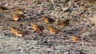 Cirl Buntings feeding station Devon [upl. by Aehsila193]